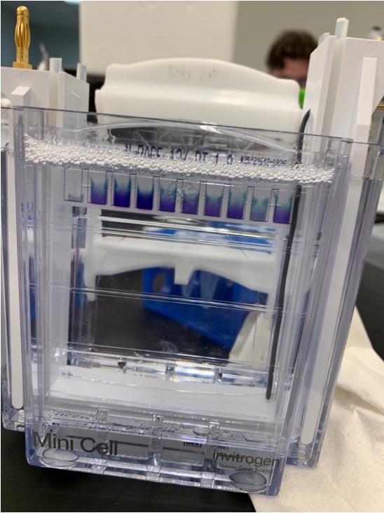 The Invitrogen Mini Cell gel apparatus running an SDS-PAGE separation
