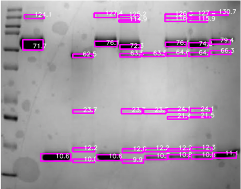 Detected bands labelled with estimated molecular weights in kDa